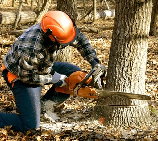 Tree Removal in Bogue Chitto, MS